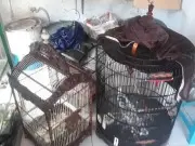 Curi Burung Tetangga, Pelaku Dibekuk Unit Reskrim Polsek Kalideres Curi Burung Tetangga, Pelaku Dibekuk Unit Reskrim Polsek Kalideres