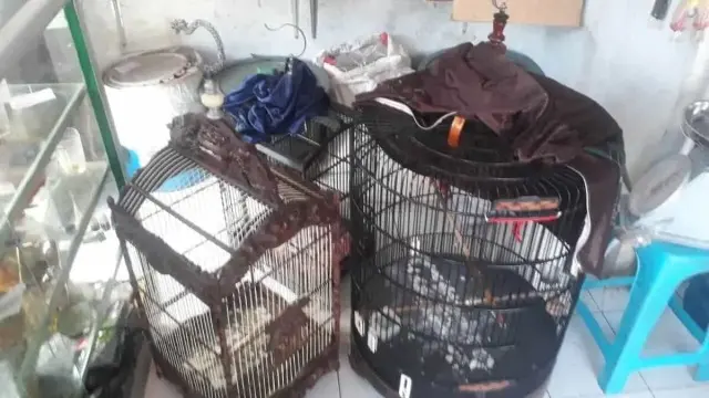 Curi Burung Tetangga, Pelaku Dibekuk Unit Reskrim Polsek Kalideres Curi Burung Tetangga, Pelaku Dibekuk Unit Reskrim Polsek Kalideres