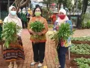 RPTRA Puspa Indah Panen Sayur-mayur di Tengah Pandemi RPTRA Puspa Indah Panen Sayur-mayur di Tengah Pandemi