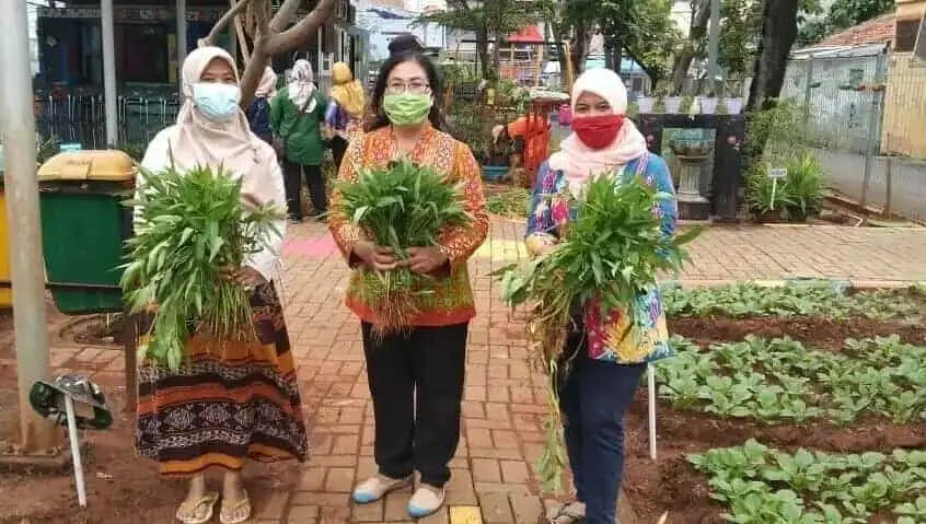 RPTRA Puspa Indah Panen Sayur-mayur di Tengah Pandemi